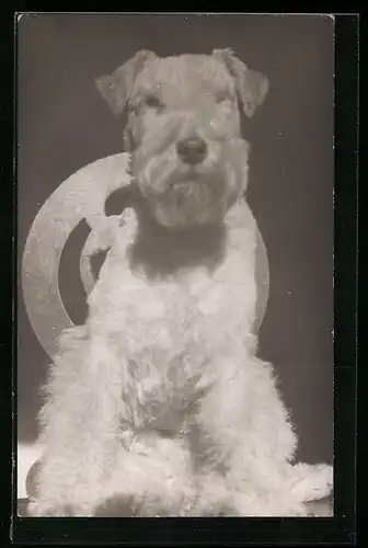 Foto-AK Terrier in Sitzposition, Portrait