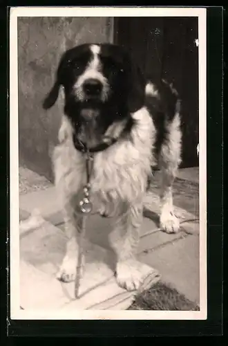 Foto-AK Terrier vor einer Haustür