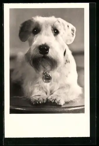 AK Weisser Terrier mit Hundemarke und entschlossenem Blick