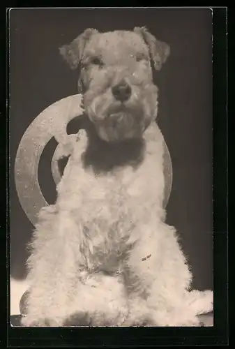 Foto-AK Terrier mit lockigem Fell