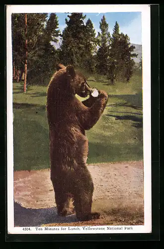 AK Yellowstone National Park, Bär trinkt ein Glas Milch