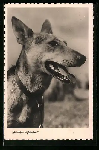 AK Schäferhund mit schlankem Kopf