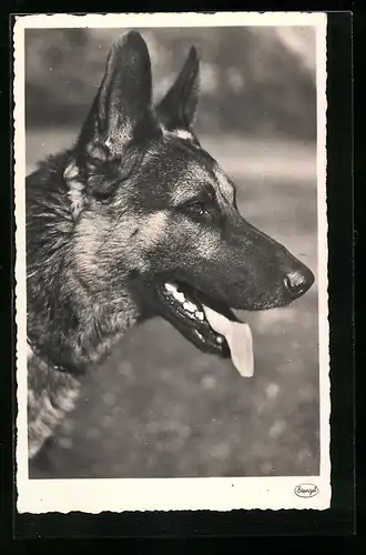 AK Hechelnder Schäferhund in Habacht-Stellung