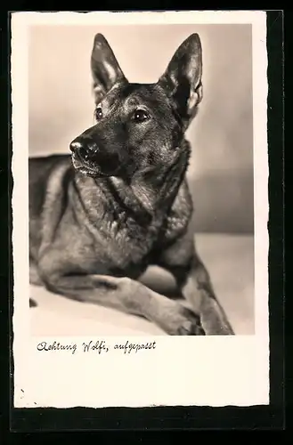 AK Schäferhund Wolfi mit klugem Blick