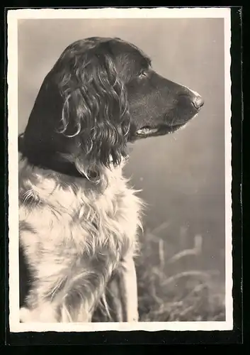AK Hund mit wachem Blick, Seitenportrait