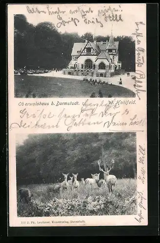 AK Darmstadt, Gasthaus Oberwaldhaus, Hirsch mit Rehen