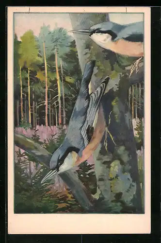 Künstler-AK Spechtmeisen-Paar auf einem Baum