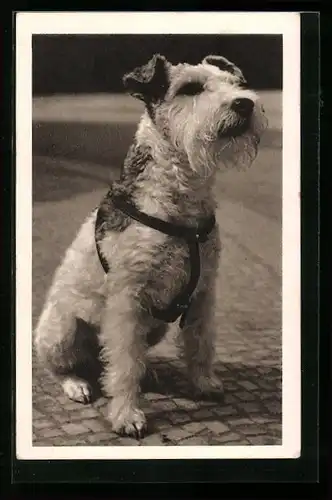 AK Drahthaariger Foxterrier