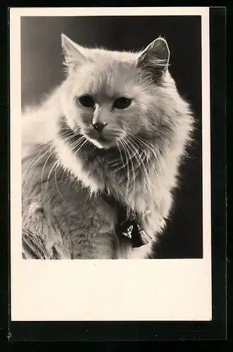 AK Weisse Katze mit Glöckchen am Hals
