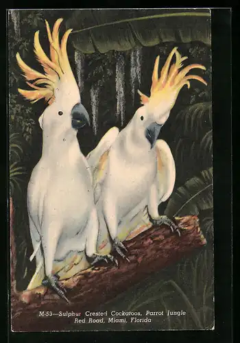 AK Sulphur Crested Cockatoos, Kakadu-Paar