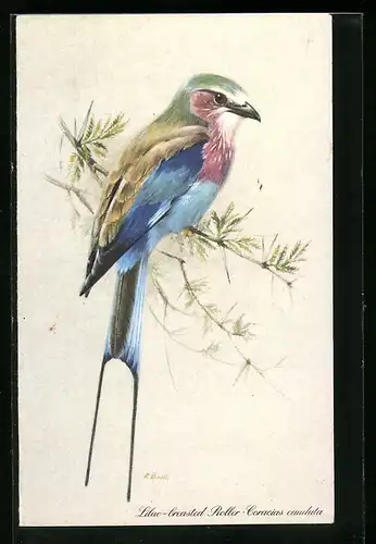 Künstler-AK Lilac-breasted Roller, Coracia caudata