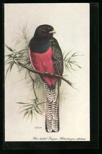 Künstler-AK Bar-tailed Trogon, Heterotrogon vittatum