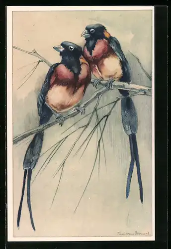 Künstler-AK Paradijs Weduwvogel, Steganura paradisca, Tropisch Afrika