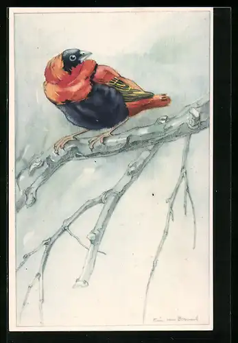 Künstler-AK Oranje Wevervogel, Pyromelana Franciscana, W. Afrika