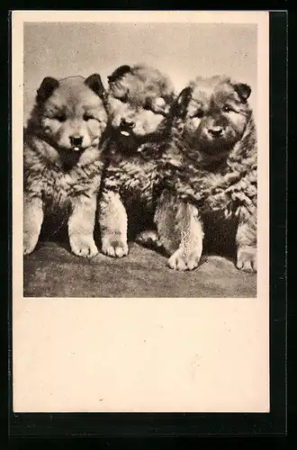 AK Tierschutzverein Wien und Umgebung, drei Hundewelpen