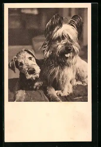 AK Österreichischer Tierschutzverein, Airedaile- und Skye-Terrier