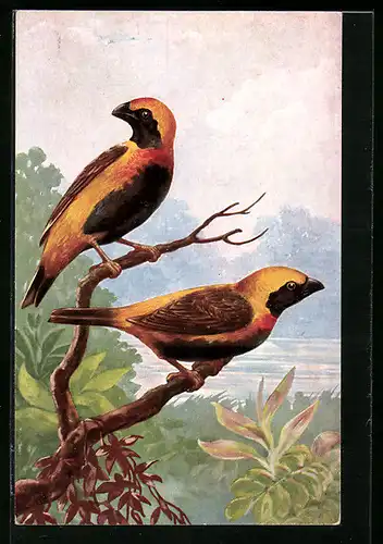 AK Napoleonsvogel-Paar an einem Fluss