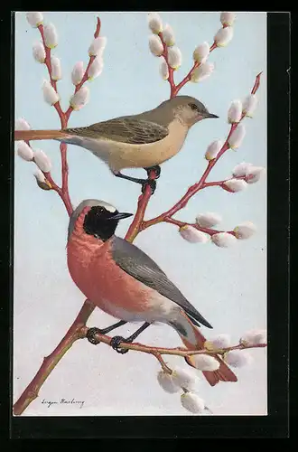 Künstler-AK Gartenrotschwanz, Männchen und Weibchen auf einer Weide