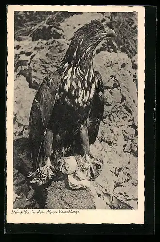 AK Steinadler in den Alpen Vorarlbergs