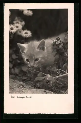 AK Kleine Katze schnuppert an Blume