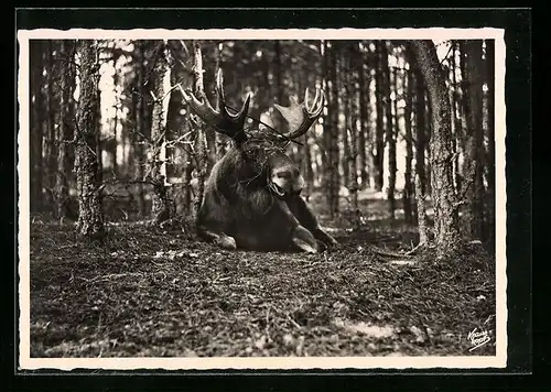 AK Ruhender Elch im Wald