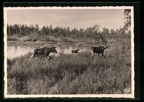 AK Elch in der Brunft mit Kuh und Kalb