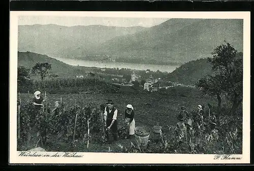 AK Arbeiskräfte bei der Weinlese in der Wachau