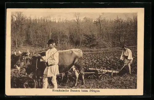 AK Rumänische Bauern beim Pflügen