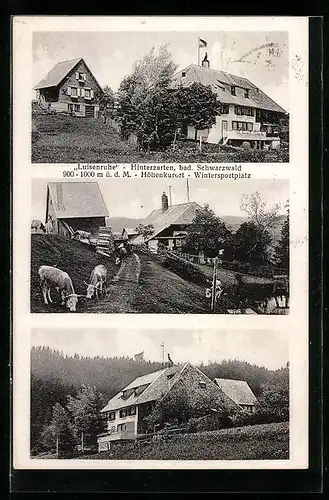 AK Hinterzarten /bad. Schwarzwald, Landhaus Luisenruhe, Bes. Luise Scherzer