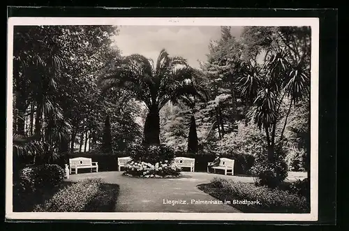AK Liegnitz, Palmenhain im Stadtpark