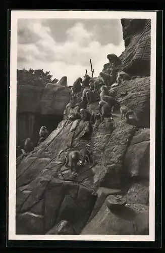 AK Hamburg-Stellingen, Carl Hagenbeck`s Tierpark, Affenfelsen, Mantelpaviane