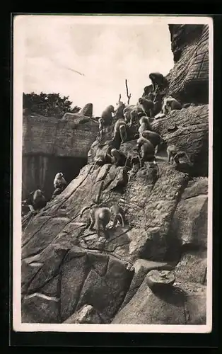 AK Hamburg-Stellingen, Carl Hagenbeck`s Tierpark, Affenfelsen, Mantelpaviane