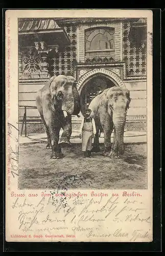 AK Berlin, Zoologischer Garten, Tierpfleger mit Elefanten