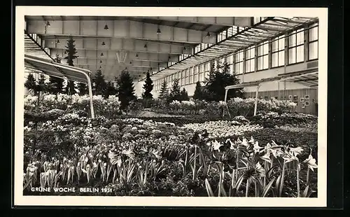 AK Berlin, Grüne Woche 1951, Blumenhalle