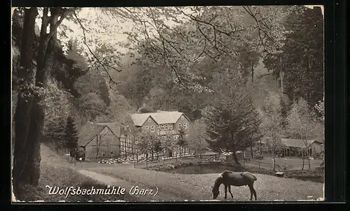 AK Hohegeiss im Harz, Gasthaus Wolfsbachmühle mit grasendem Pferd