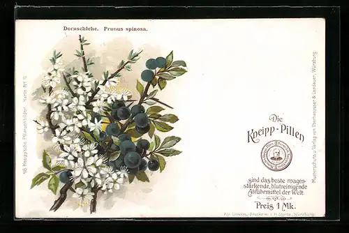 AK Dornschlehe (Prunus spinosa)