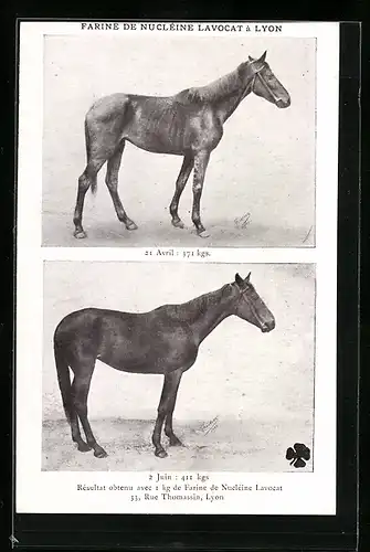 AK Reklame für Gewichtszunahme beim Pferd, Farine de Nucléine Lavocat à Lyon