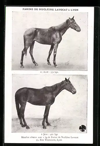 AK Lyon, Reklame für Farine de Nucléine Lavocat, Zwei Pferde im Vorher-Nachher-Vergleich
