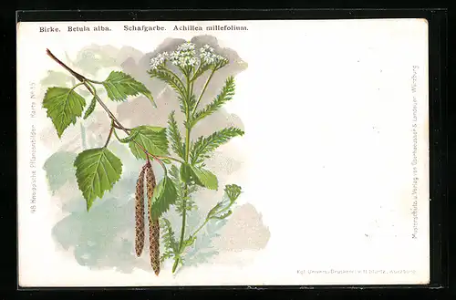 AK Heilpflanzen Birke und Schafgarbe