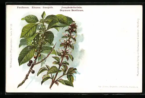AK Heilpflanzen Faulbaum und Josephskräutlein