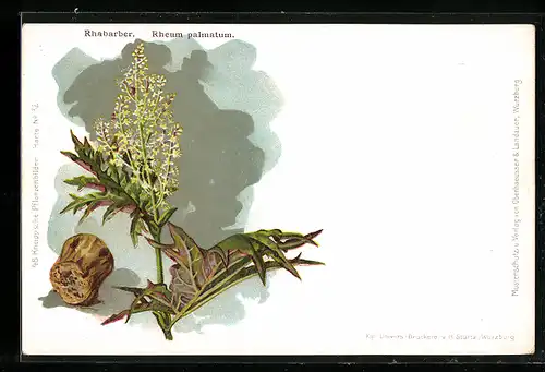 AK Heilpflanze Rharbarber (Rheum palmatum)
