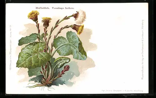 AK Heilpflanze Huflattich (Tussilago farfara)