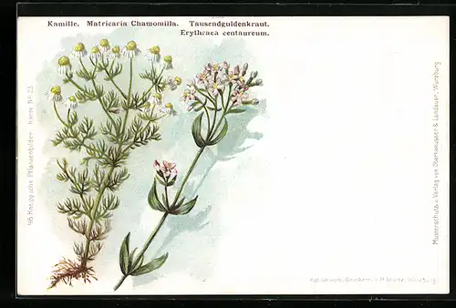AK Heilpflanzen Kamille und Tausendguldenkraut