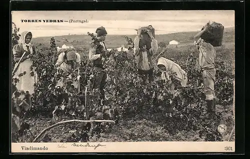 AK Torres Vedras, Vindimando, Weinlese in Portugal