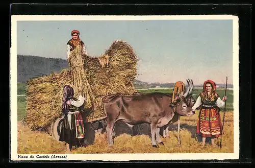 AK Viana do Castelo, Carregando trigo, Carting corn, portugiesische Bäuerinnen in Volkstracht mit einem Ochsengespann