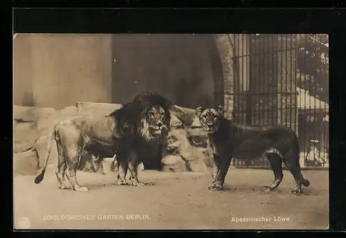 AK Berlin, Zoologischer Garten, Massai-Löwe und Mesopotamische Löwin