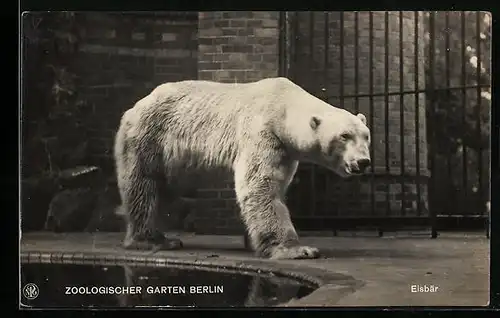 AK Berlin, Zoologischer Garten, Eisbär am Wasserloch