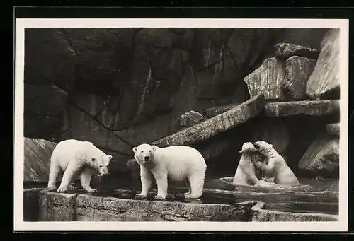 AK Hamburg-Stellingen, Eisbärgruppe in Hagenbecks Tierpark