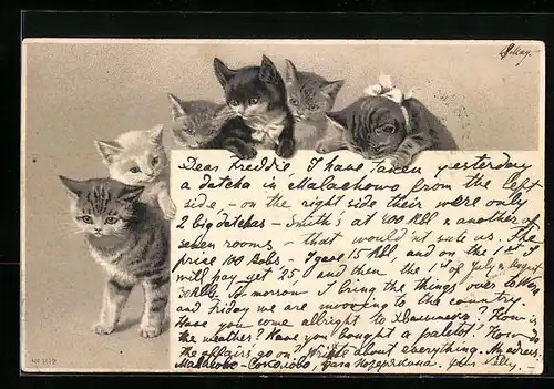 AK Sechs süsse Katzen