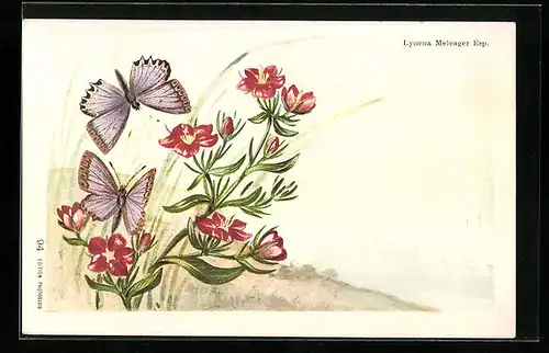 AK Schmetterlinge Lycaena Meleager Esp. an roten Blumen